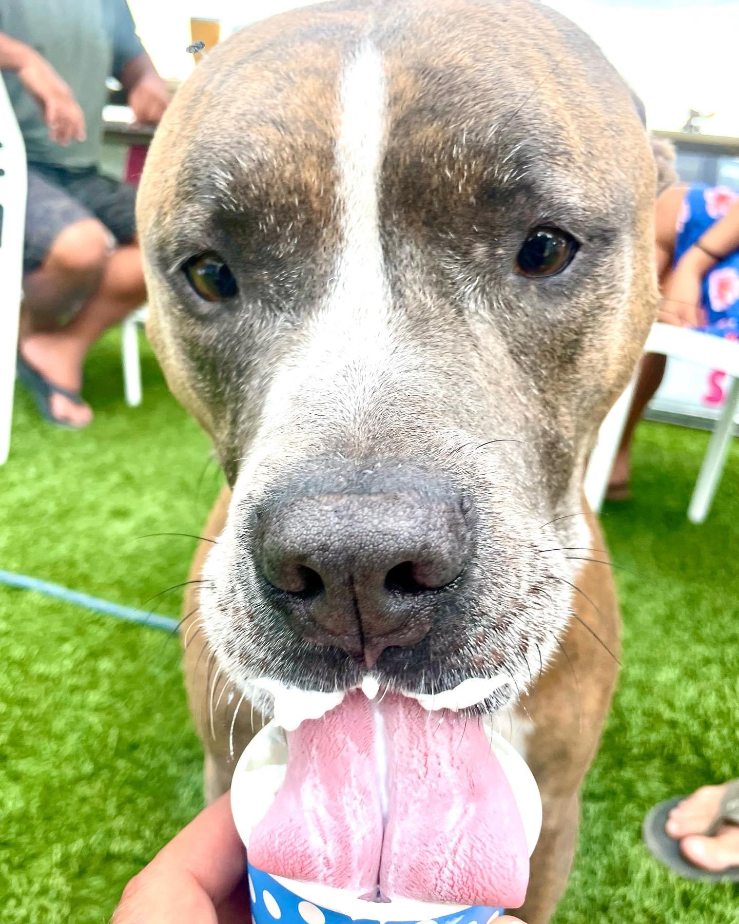 Happy dog enjoying a pup cup at Spinners
