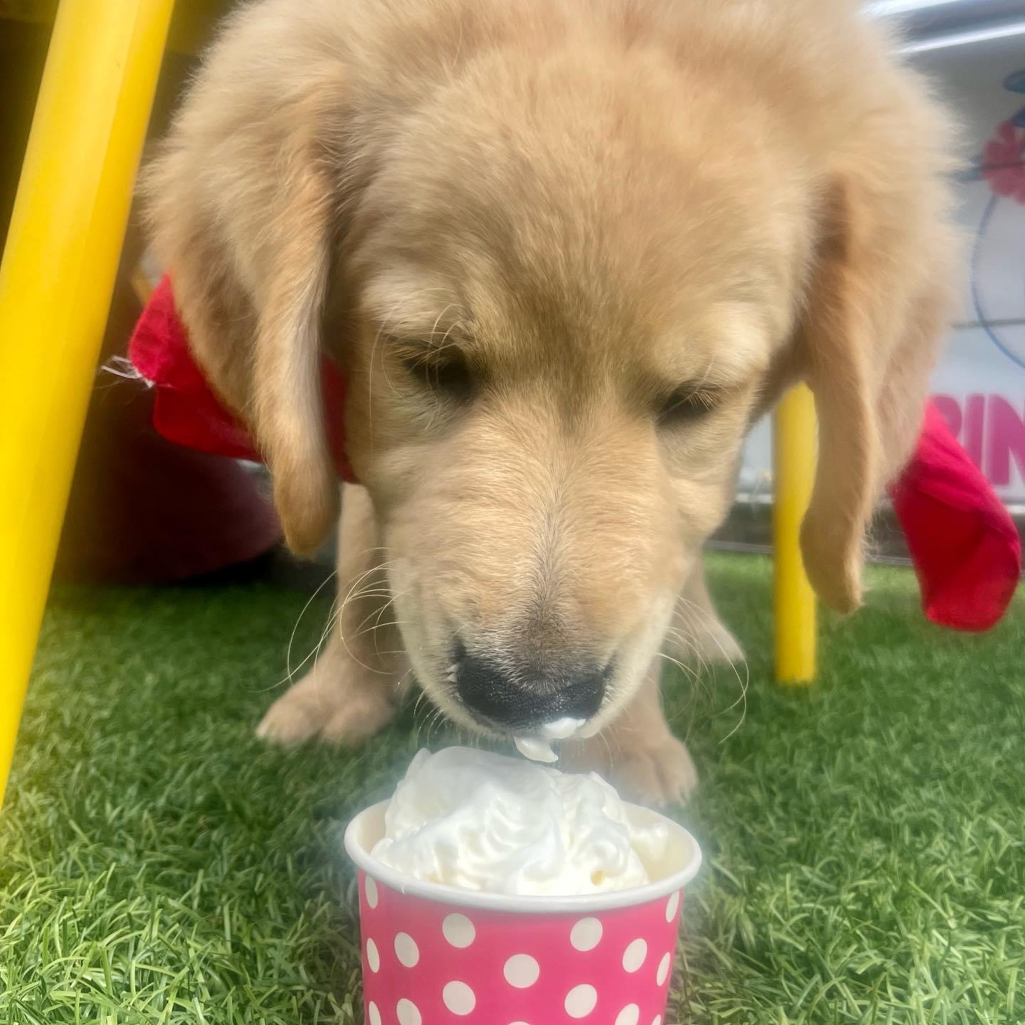 Golden retriever pup with a whipped cream treat