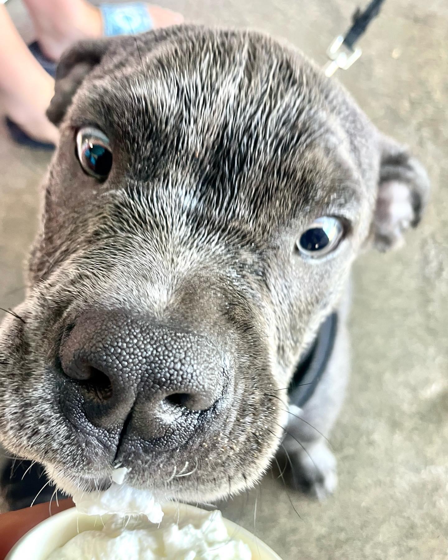 Adorable pup getting a Spinners pup cup