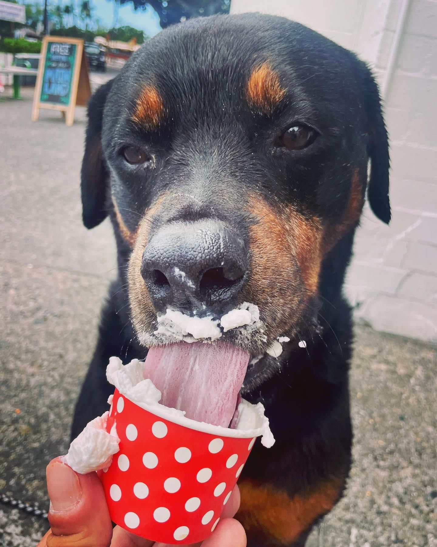 Rottweiler enjoying a pup cup at Spinners